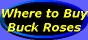 [Where to Buy Buck Roses]
