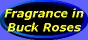 [Fragrance in Buck Roses]