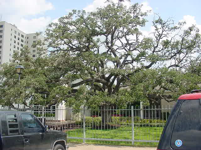 [Oak Tree]